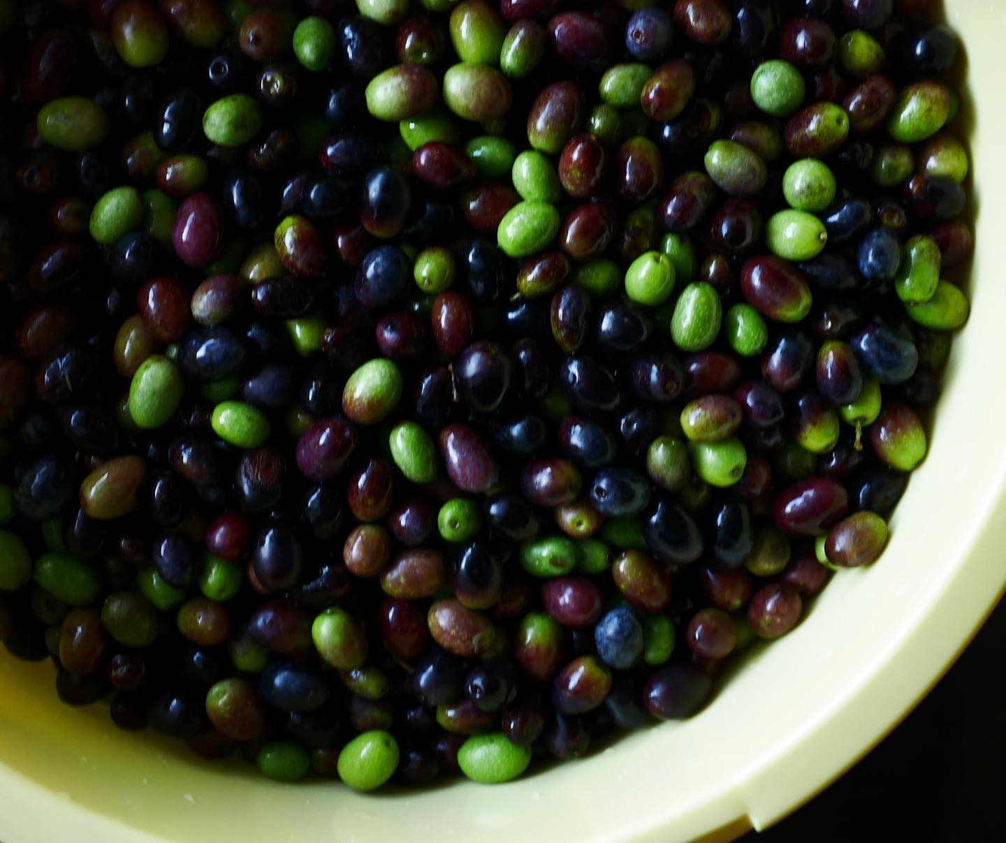 淡路島オーガニックオリーブの塩漬け|化学薬品や保存料 一切不使用