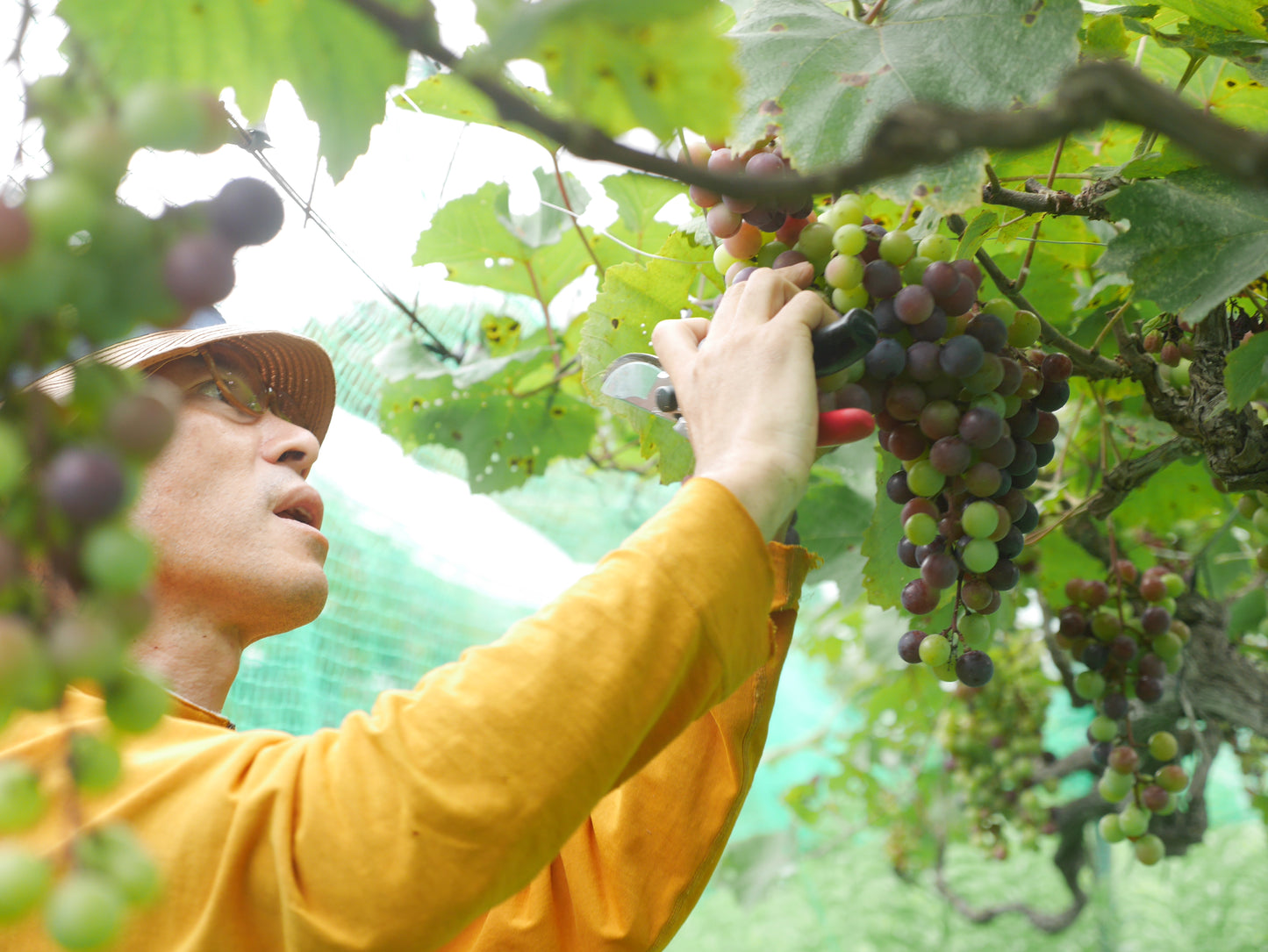 GRAPE PONZU|自然栽培 ワイン用葡萄で作る新感覚ポン酢