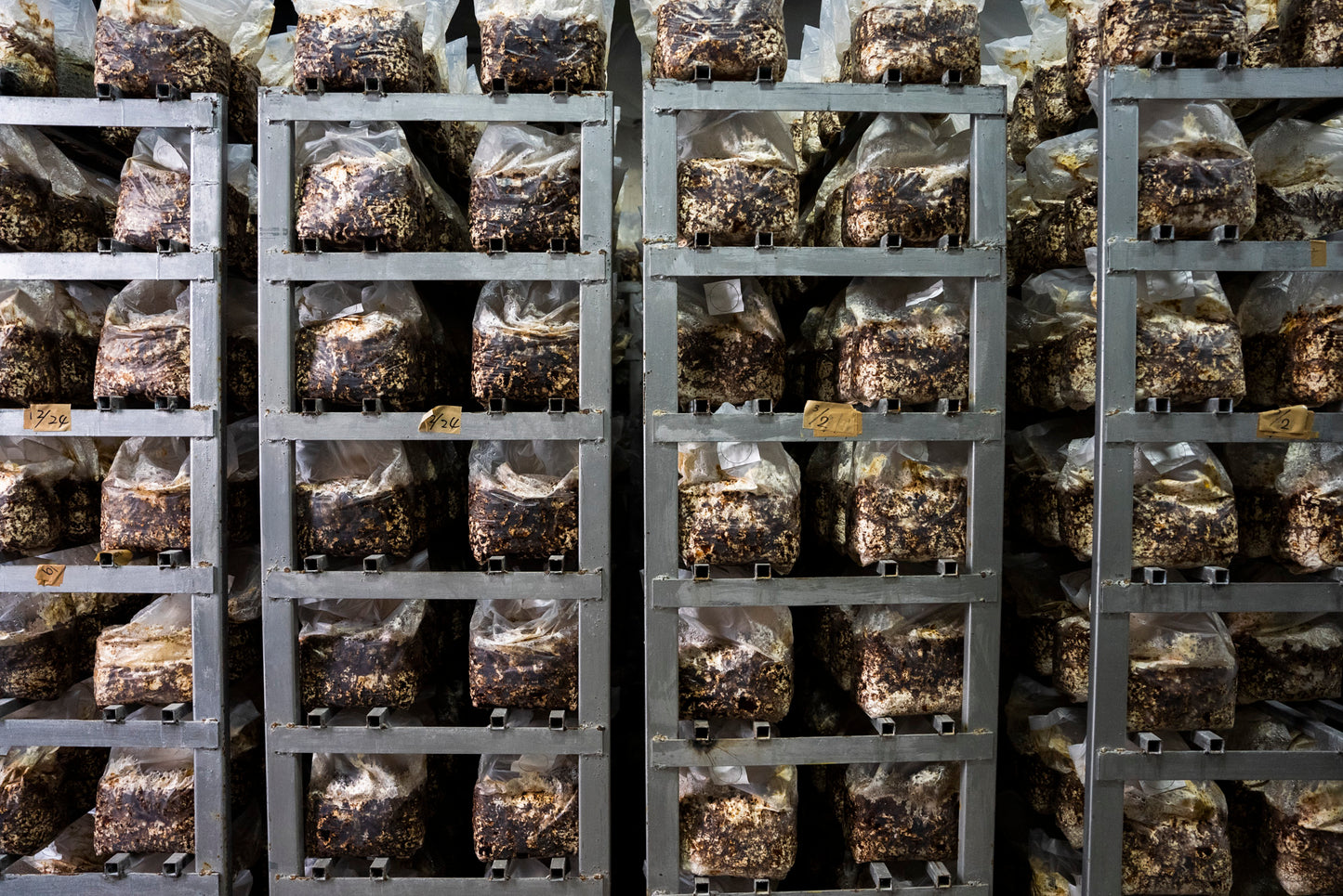 キノコのパスタソース|濃厚な旨味と香り 芳香キノコペースト