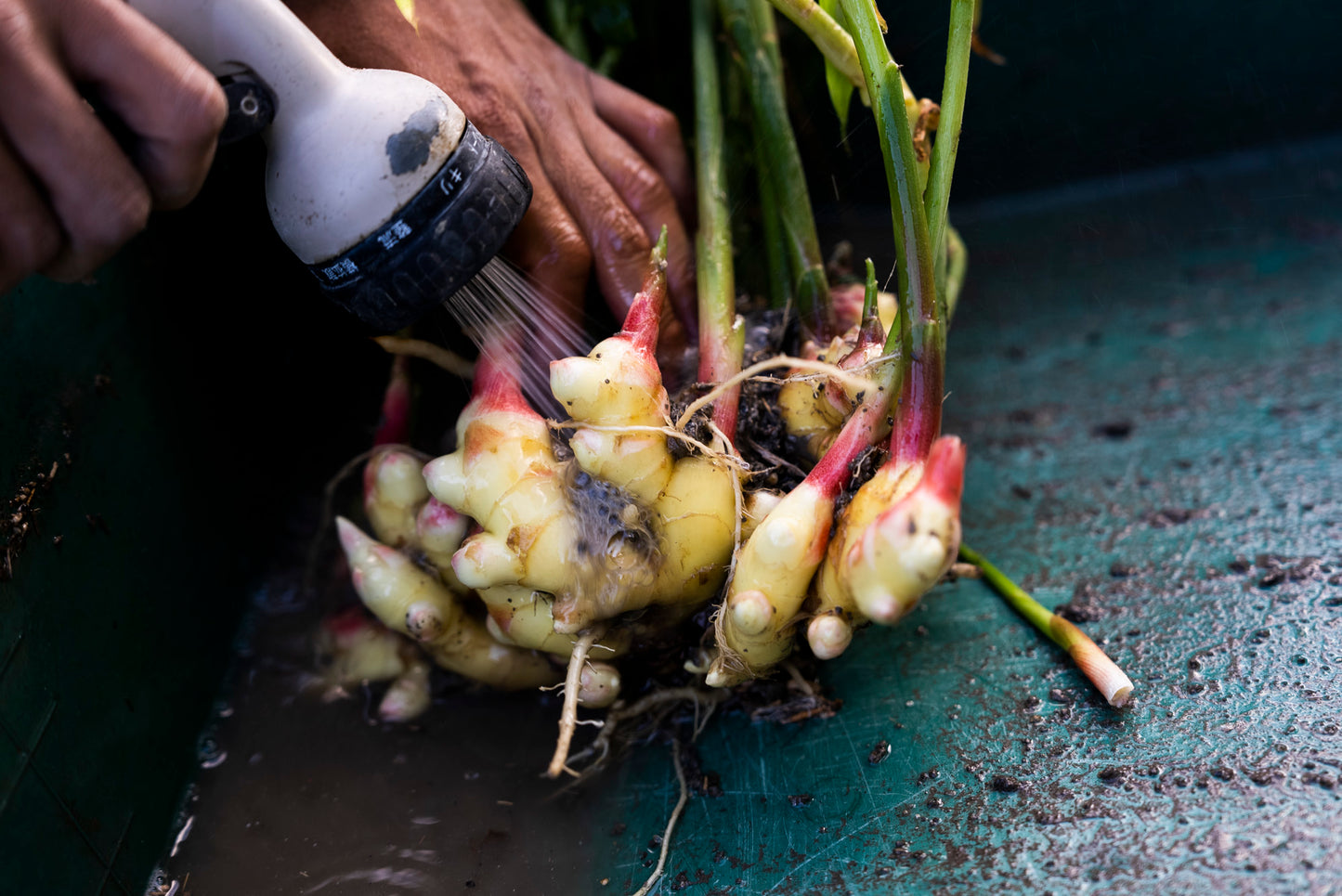 芳香 生姜ペースト｜すりおろし生姜に発酵の旨味をプラス