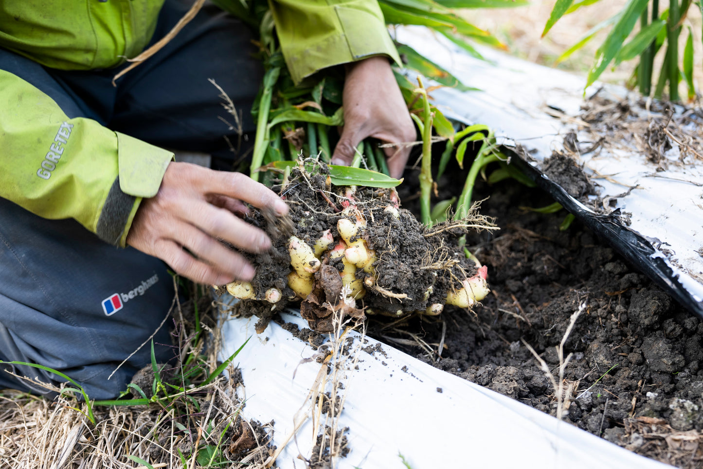 芳香 生姜ペースト｜すりおろし生姜に発酵の旨味をプラス