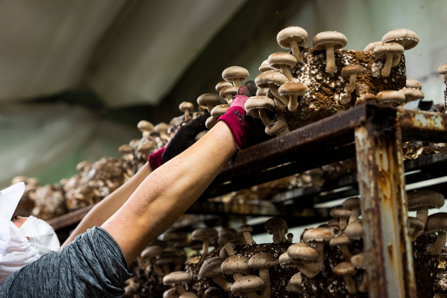キノコのパスタソース｜濃厚な旨味と香り 芳香キノコペースト