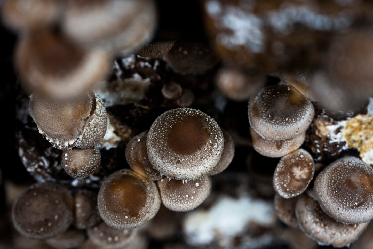 キノコのパスタソース｜濃厚な旨味と香り 芳香キノコペースト