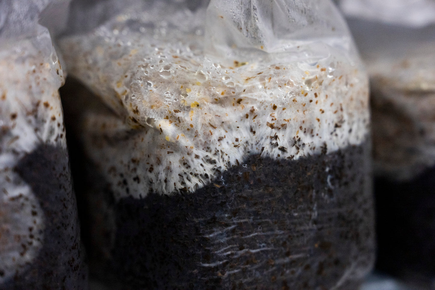 キノコのパスタソース｜濃厚な旨味と香り 芳香キノコペースト