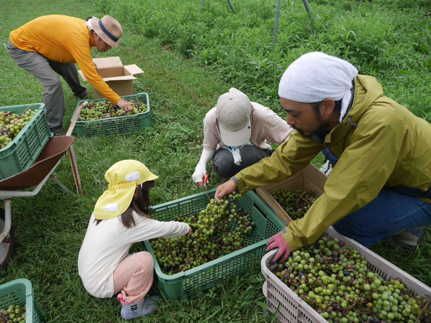 GRAPE PONZU｜自然栽培 ワイン用葡萄で作る新感覚ポン酢