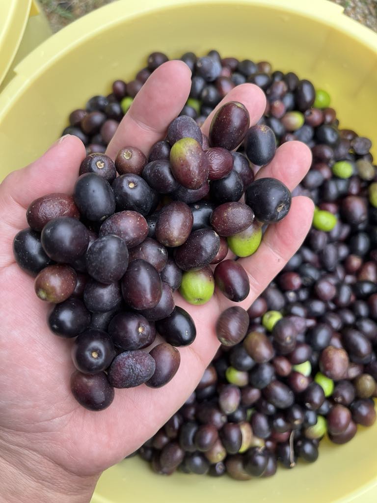 淡路島オーガニックオリーブの塩漬け｜化学薬品や保存料 一切不使用